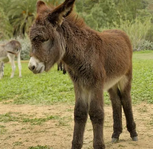 Finca El Molino De Agua Maspalomas (Gran Canaria)